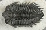 Coltraneia Trilobite Fossil - Huge Faceted Eyes #189853-2